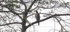 Nisaetus kelaarti
