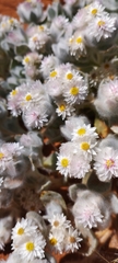 Helichrysum roseo-niveum