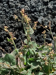 Rumex aetnensis