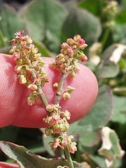 Rumex aetnensis