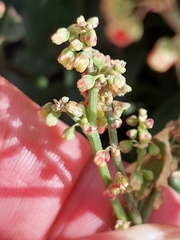 Rumex aetnensis