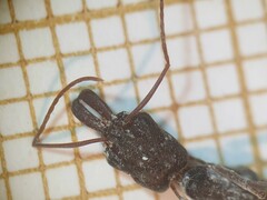 Odontomachus troglodytes