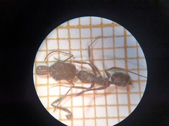Odontomachus troglodytes