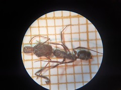 Odontomachus troglodytes
