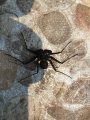 Phrynus whitei