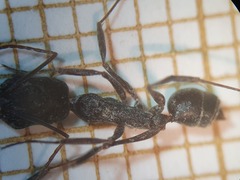 Odontomachus troglodytes