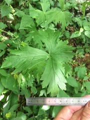 Aconitum noveboracense