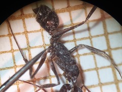 Odontomachus troglodytes