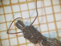 Odontomachus troglodytes