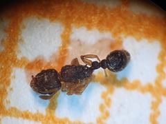 Tetramorium simillimum