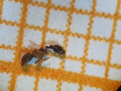 Tetramorium simillimum