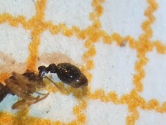 Tetramorium simillimum