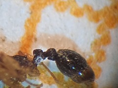Tetramorium simillimum