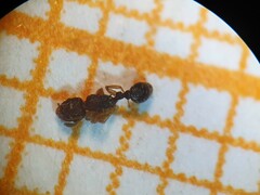 Tetramorium simillimum