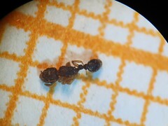 Tetramorium simillimum