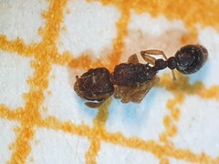 Tetramorium simillimum