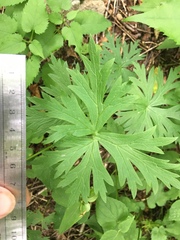 Aconitum noveboracense