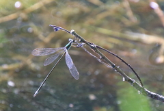 Lestes inaequalis