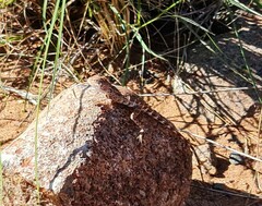 Ctenophorus caudicinctus