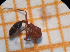 Monomorium bicolor
