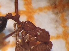 Monomorium bicolor