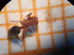 Monomorium bicolor