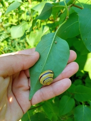 Cepaea nemoralis