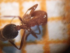 Monomorium bicolor