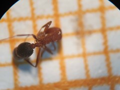 Monomorium bicolor