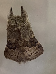 Macromphalia ancilla