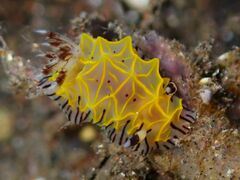 Halgerda elegans