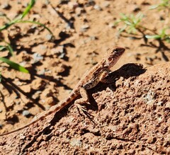 Ctenophorus caudicinctus