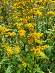 Solidago × snarskisii