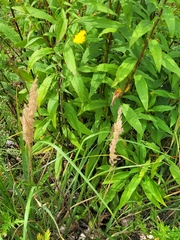 Solidago × snarskisii