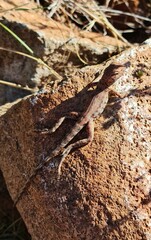 Ctenophorus caudicinctus