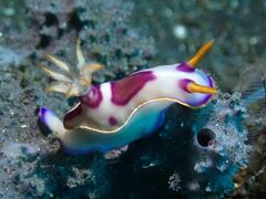 Hypselodoris iba