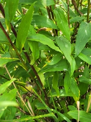 Solidago × snarskisii