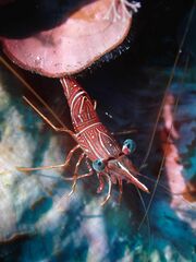 Rhynchocinetes durbanensis