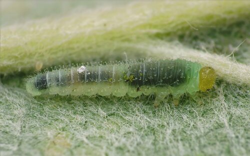 Dineura testaceipes · iNaturalist Canada