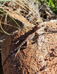 Ctenophorus caudicinctus