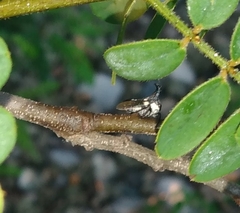 Orthobelus gomezmenori