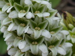 Platanthera elegans decurtata