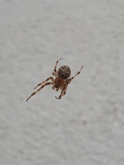 Larinioides sclopetarius