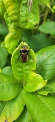 Bombus borealis image