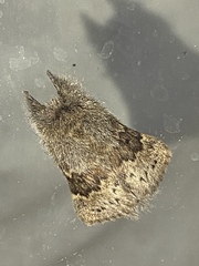 Macromphalia ancilla