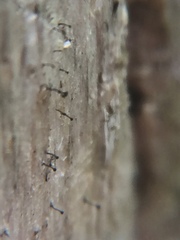 Chaenothecopsis debilis