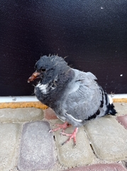 Columba livia