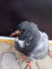 Columba livia