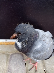 Columba livia