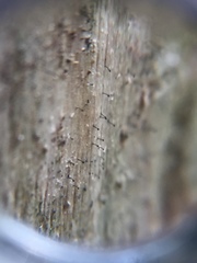 Chaenothecopsis debilis